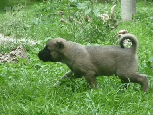 KANGAL
